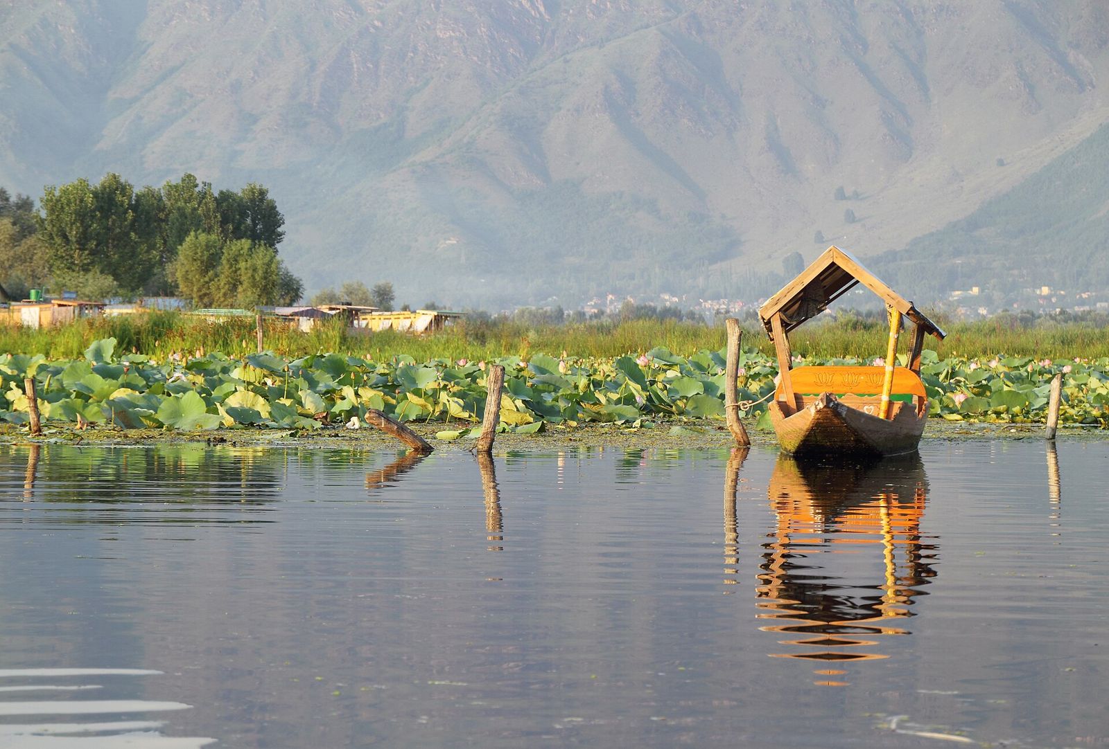 A shikara moored among lotus leaves on Dal Lake, mountains behind