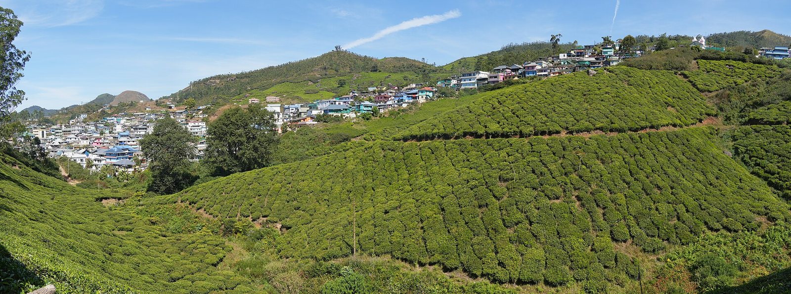 Rows of tea bushes on the hills above Munnar town in Kerala